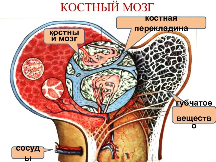 КОСТНЫЙ МОЗГ губчатое вещество сосуды костная перекладина костный мозг