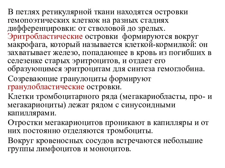 В петлях ретикулярной ткани находятся островки гемопоэтических клеткок на разных стадиях