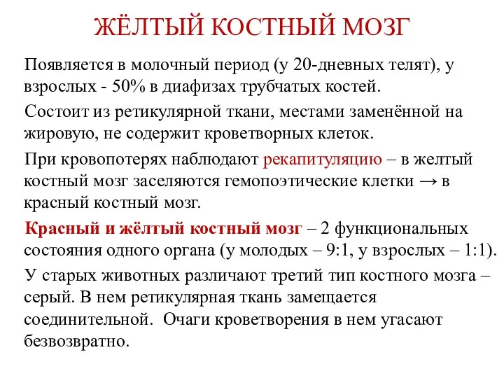 ЖЁЛТЫЙ КОСТНЫЙ МОЗГ Появляется в молочный период (у 20-дневных телят), у