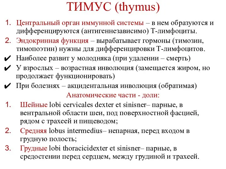 ТИМУС (thymus) Центральный орган иммунной системы – в нем образуются и