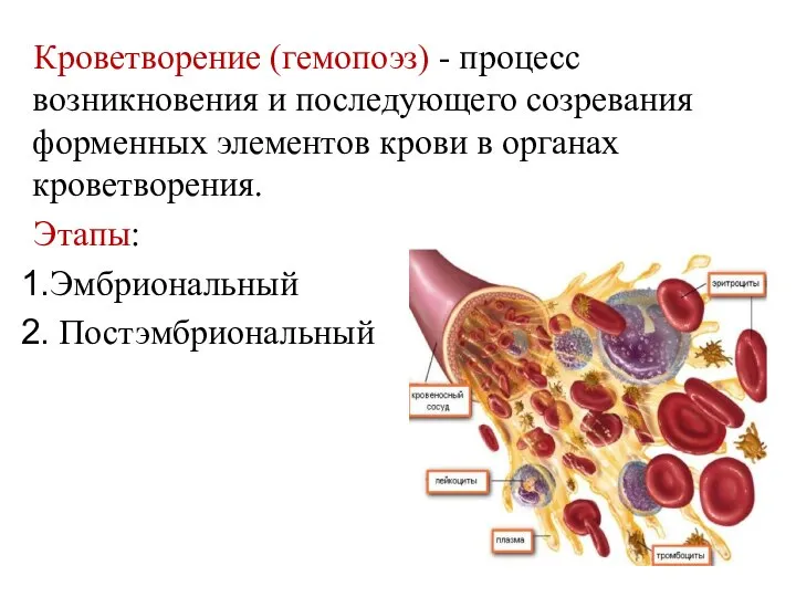 Кроветворение (гемопоэз) - процесс возникновения и последующего созревания форменных элементов крови