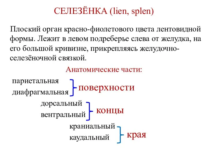 СЕЛЕЗЁНКА (lien, splen) Плоский орган красно-фиолетового цвета лентовидной формы. Лежит в