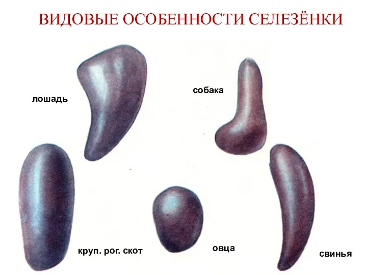 ВИДОВЫЕ ОСОБЕННОСТИ СЕЛЕЗЁНКИ круп. рог. скот овца лошадь собака свинья