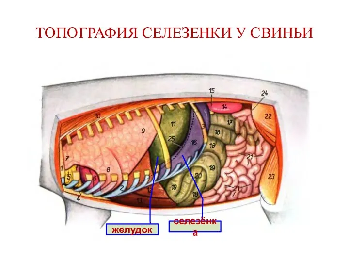 ТОПОГРАФИЯ СЕЛЕЗЕНКИ У СВИНЬИ селезёнка желудок