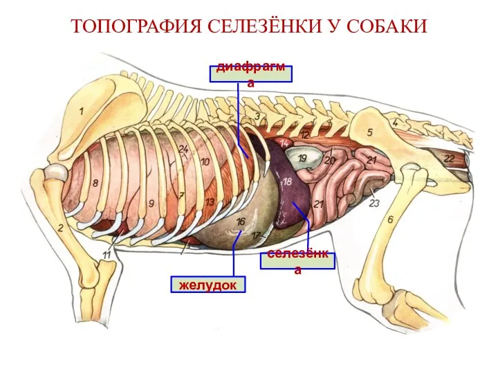 ТОПОГРАФИЯ СЕЛЕЗЁНКИ У СОБАКИ селезёнка желудок диафрагма