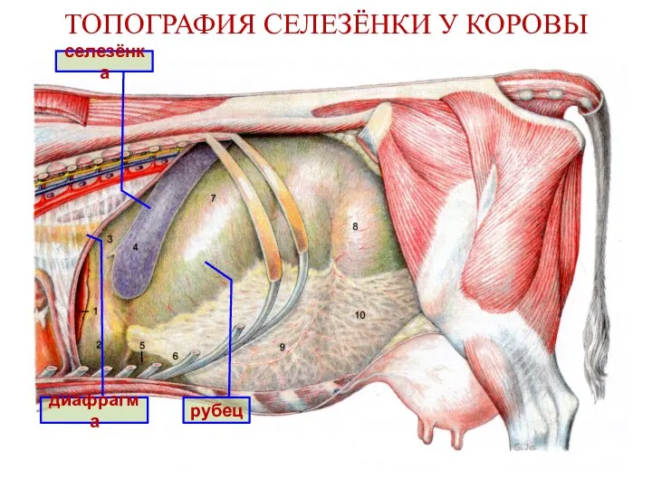 ТОПОГРАФИЯ СЕЛЕЗЁНКИ У КОРОВЫ селезёнка рубец диафрагма