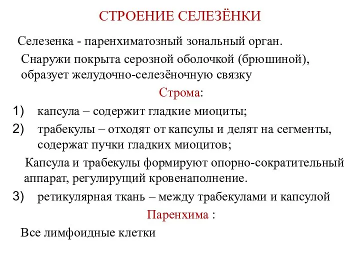 СТРОЕНИЕ СЕЛЕЗЁНКИ Селезенка - паренхиматозный зональный орган. Снаружи покрыта серозной оболочкой