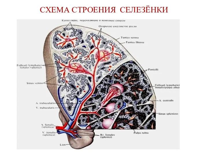 СХЕМА СТРОЕНИЯ СЕЛЕЗЁНКИ