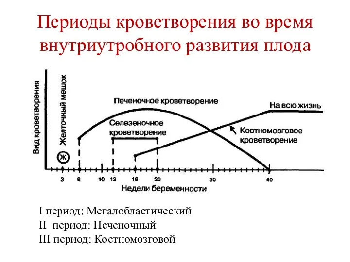 Периоды кроветворения во время внутриутробного развития плода I период: Мегалобластический II период: Печеночный III период: Костномозговой