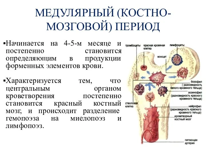 МЕДУЛЯРНЫЙ (КОСТНО-МОЗГОВОЙ) ПЕРИОД Начинается на 4-5-м месяце и постепенно становится определяющим