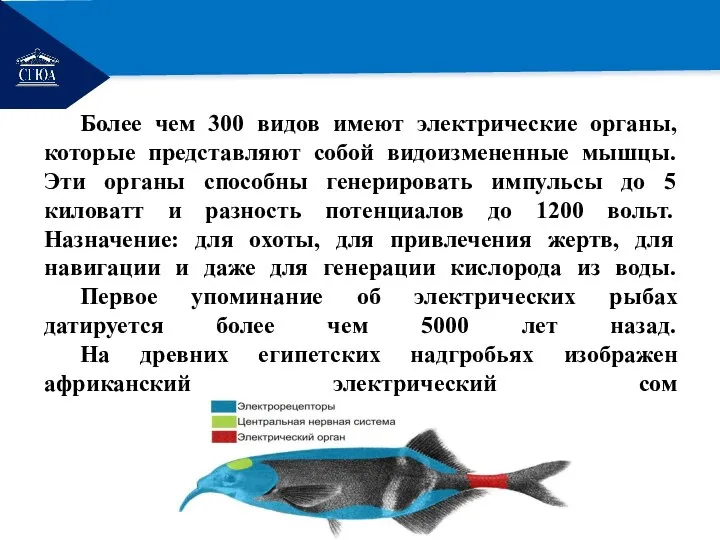 РЕМОНТ Более чем 300 видов имеют электрические органы, которые представляют собой