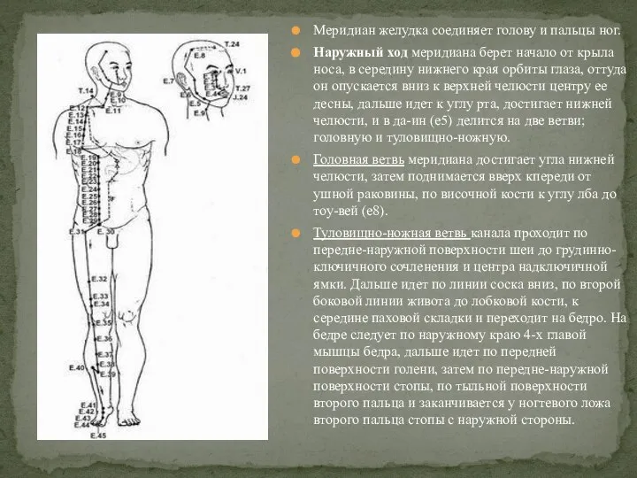 Меридиан желудка соединяет голову и пальцы ног. Наружный ход меридиана берет