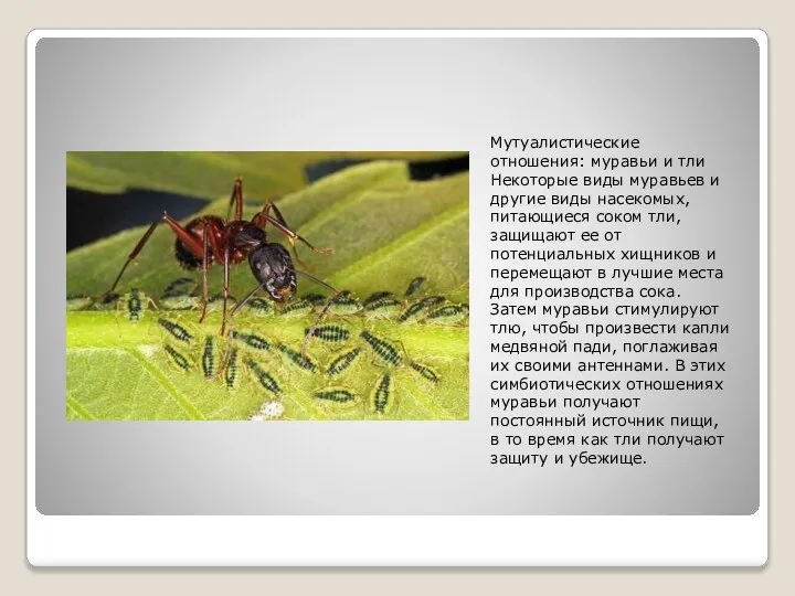 Мутуалистические отношения: муравьи и тли Некоторые виды муравьев и другие виды