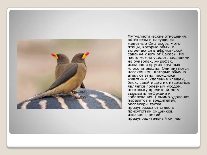 Мутуалистические отношения: октексеры и пасущиеся животные Окспекеры - это птицы, которые