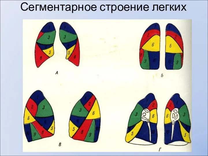 Сегментарное строение легких