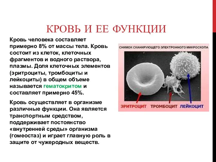 КРОВЬ И ЕЕ ФУНКЦИИ Кровь человека составляет примерно 8% от массы