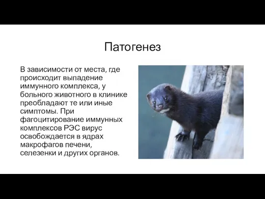 Патогенез В зависимости от места, где происходит выпадение иммунного комплекса, у