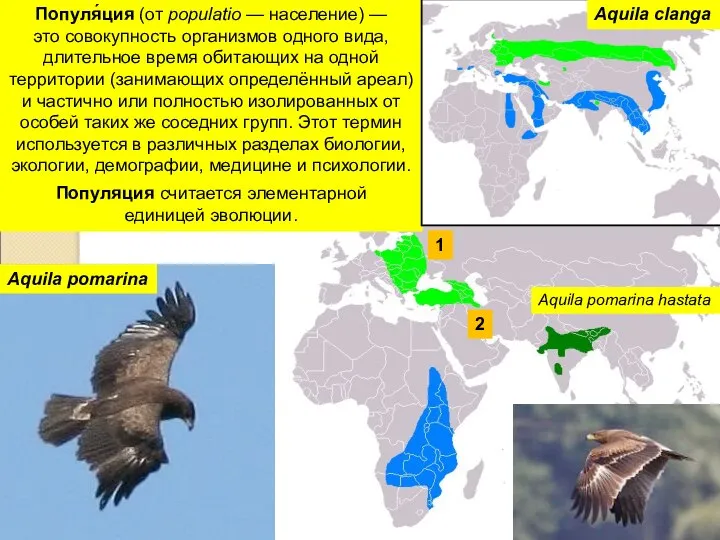 Популя́ция (от populatio — население) — это совокупность организмов одного вида,