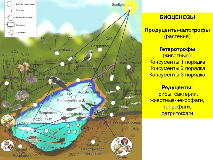 БИОЦЕНОЗЫ Продуценты-автотрофы (растения) Гетеротрофы (животные): Консументы 1 порядка Консументы 2 порядка