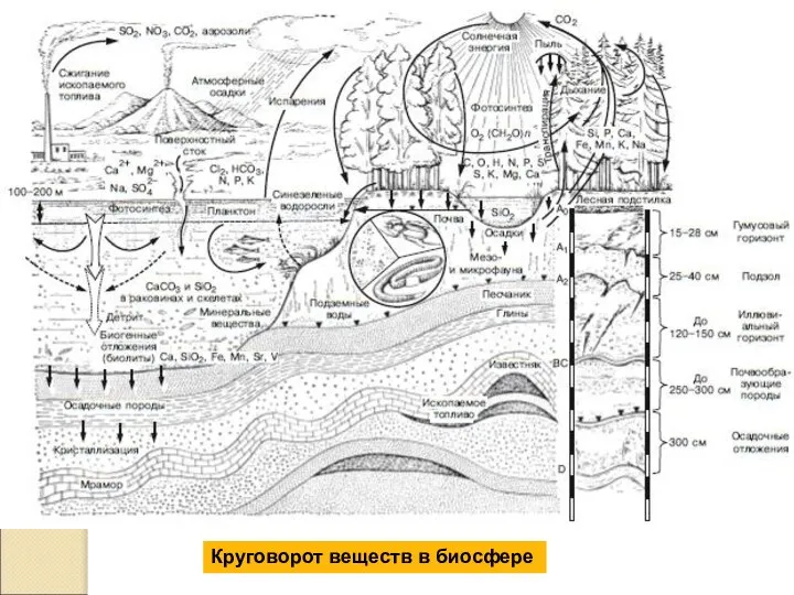 Круговорот веществ в биосфере