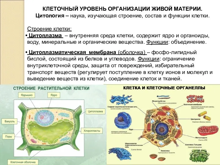 КЛЕТОЧНЫЙ УРОВЕНЬ ОРГАНИЗАЦИИ ЖИВОЙ МАТЕРИИ. Цитология – наука, изучающая строение, состав