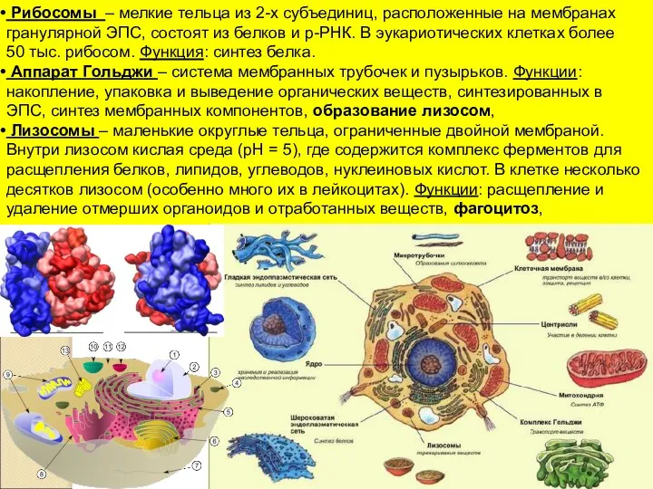 Рибосомы – мелкие тельца из 2-х субъединиц, расположенные на мембранах гранулярной