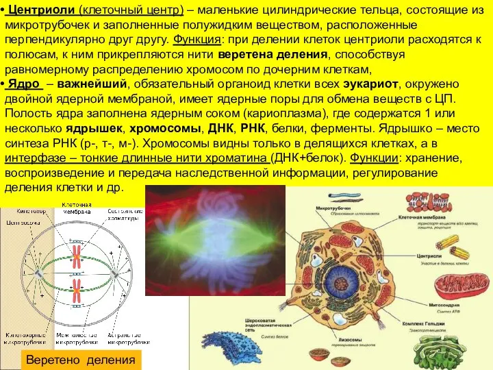 Центриоли (клеточный центр) – маленькие цилиндрические тельца, состоящие из микротрубочек и