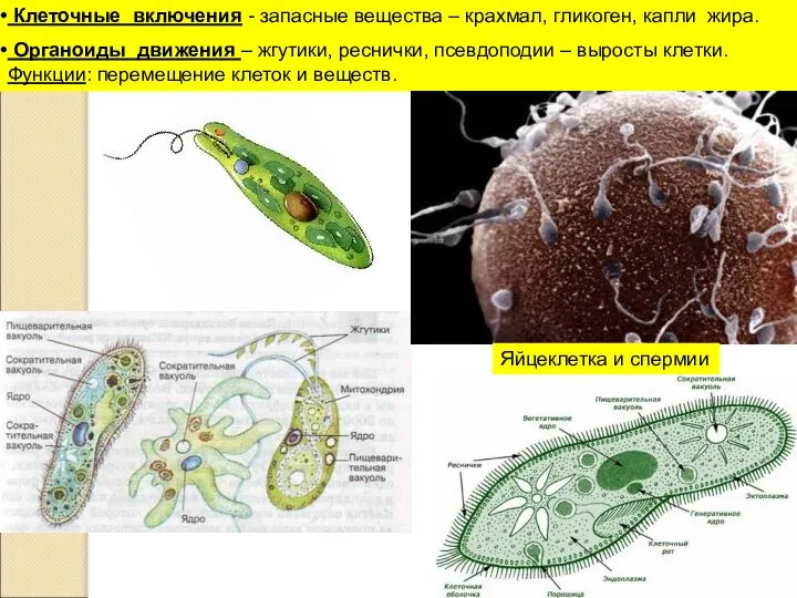 Клеточные включения - запасные вещества – крахмал, гликоген, капли жира. Органоиды