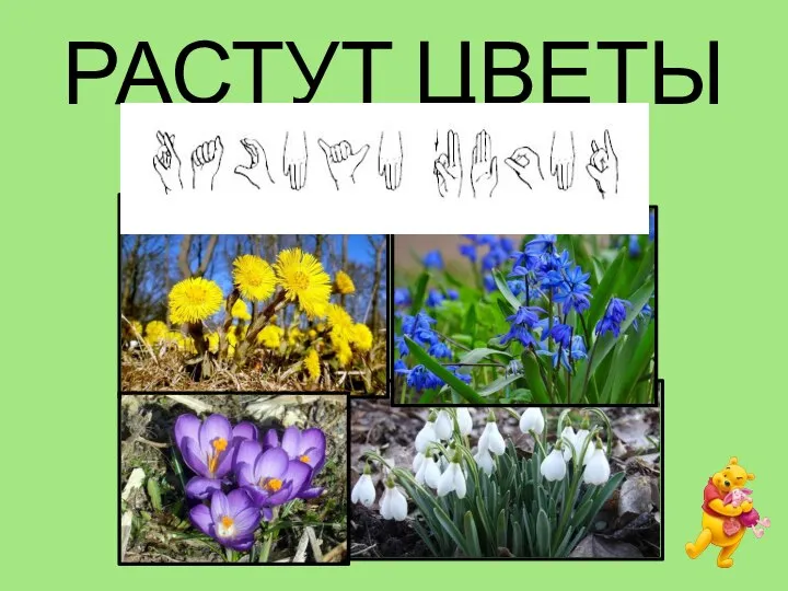 РАСТУТ ЦВЕТЫ