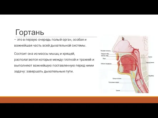 Гортань – это в первую очередь полый орган, особая и важнейшая