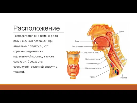 Расположение Располагается он в районе с 4-го по 6-й шейный позвонок.