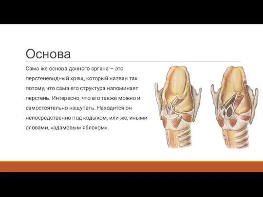 Основа Сама же основа данного органа – это перстеневидный хрящ, который