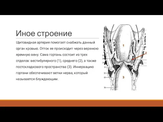 Иное строение Щитовидная артерия помогает снабжать данный орган кровью. Отток ее