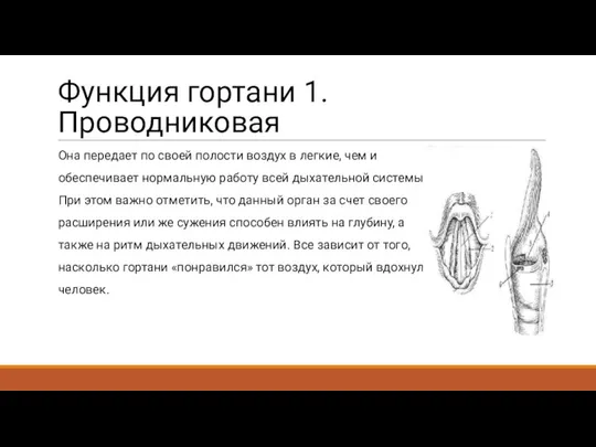 Функция гортани 1. Проводниковая Она передает по своей полости воздух в