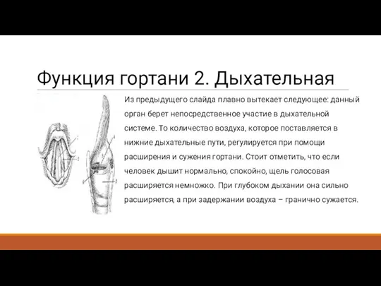 Функция гортани 2. Дыхательная Из предыдущего слайда плавно вытекает следующее: данный