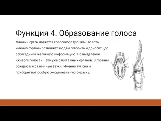 Функция 4. Образование голоса Данный орган является голосообразующим. То есть именно