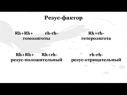 Rh+Rh+ rh-rh- гомозиготы Rh+rh- гетерозигота Rh+Rh+ Rh+rh- резус-положительный rh-rh- резус-отрицательный Резус-фактор