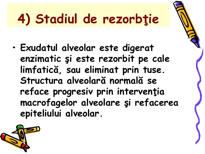 4) Stadiul de rezorbţie Exudatul alveolar este digerat enzimatic şi este