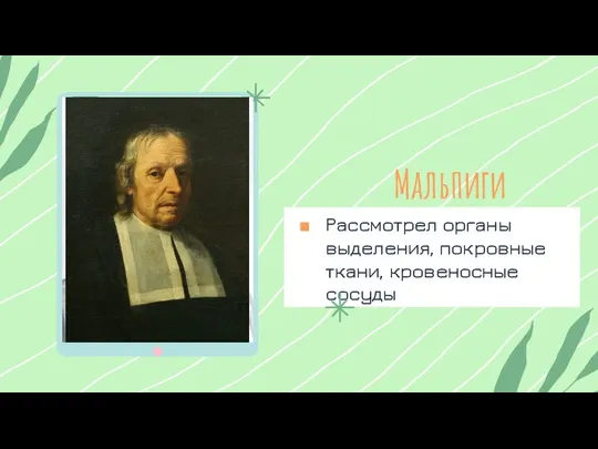 Мальпиги Рассмотрел органы выделения, покровные ткани, кровеносные сосуды