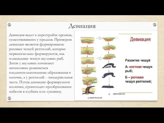 Девиация Девиация ведет к перестройке органов, существовавших у предков. Примером девиации