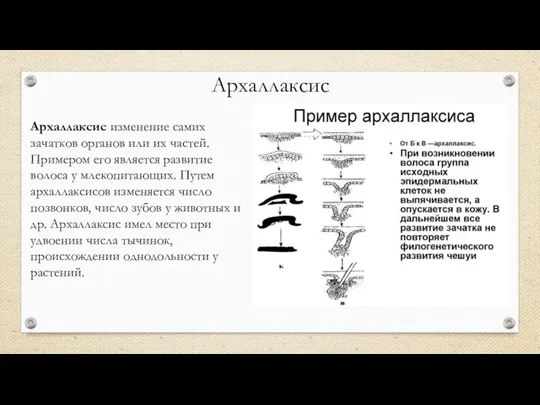 Архаллаксис Архаллаксис изменение самих зачатков органов или их частей. Примером его