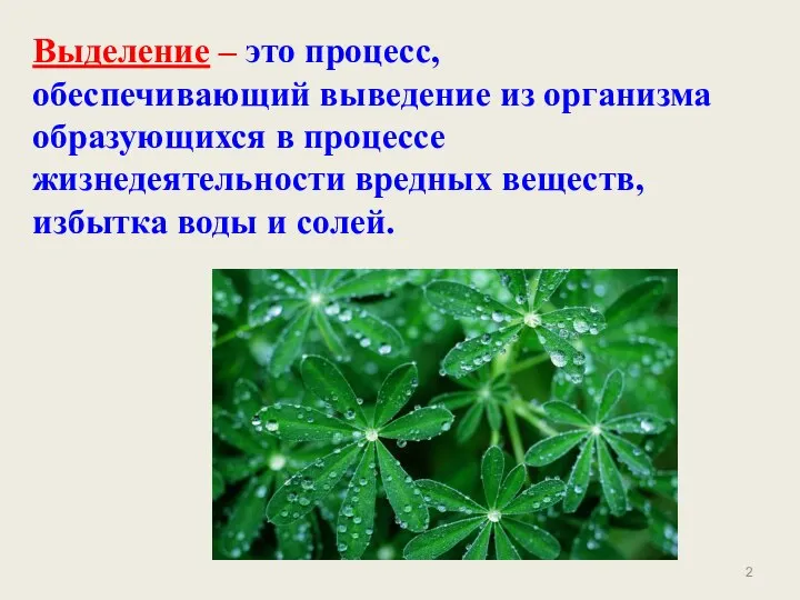 Выделение – это процесс, обеспечивающий выведение из организма образующихся в процессе