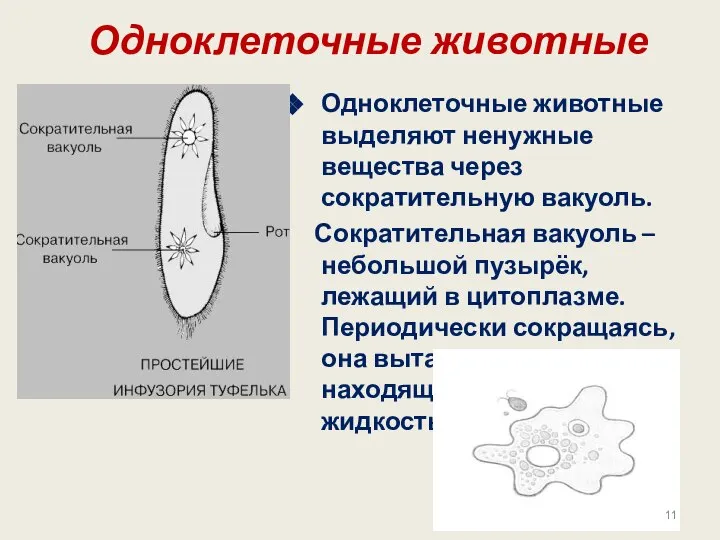 Одноклеточные животные Одноклеточные животные выделяют ненужные вещества через сократительную вакуоль. Сократительная