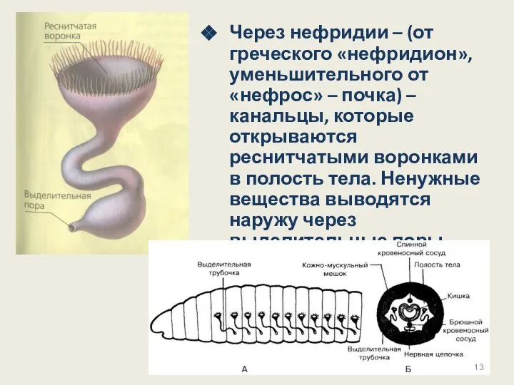 Через нефридии – (от греческого «нефридион», уменьшительного от «нефрос» – почка)