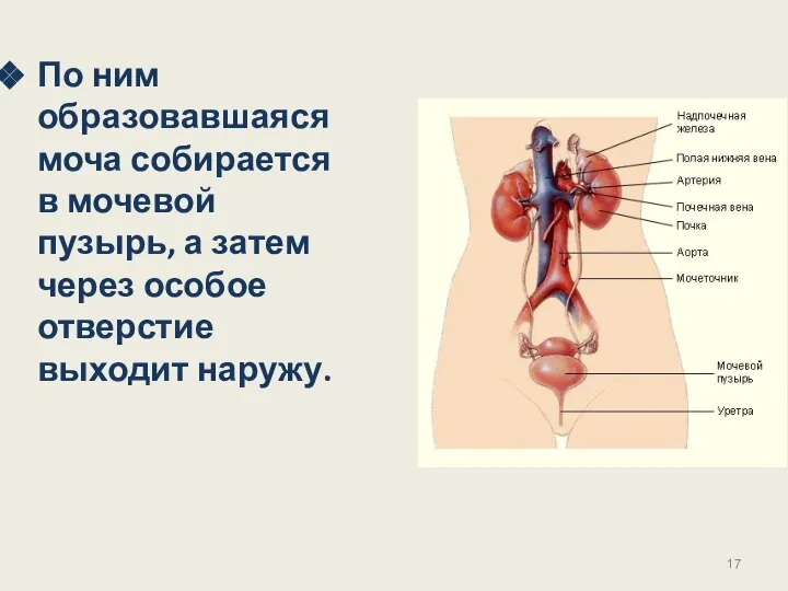 По ним образовавшаяся моча собирается в мочевой пузырь, а затем через особое отверстие выходит наружу.