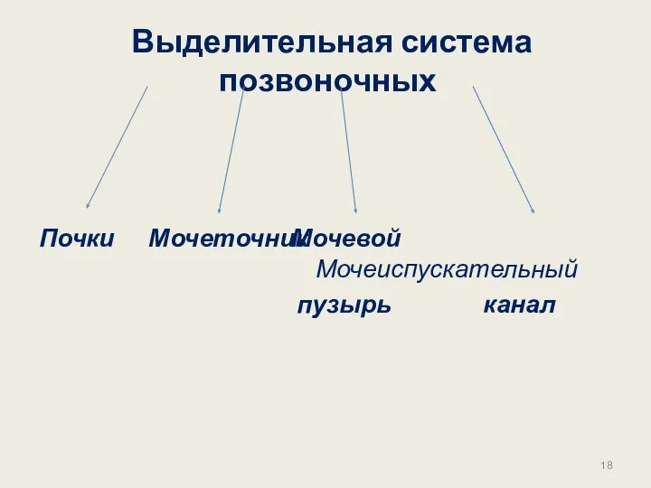 Выделительная система позвоночных Почки Мочеточник Мочевой Мочеиспускательный пузырь канал