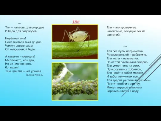 Тли – это крошечные насекомые, сосущие сок из растений. *** Тля