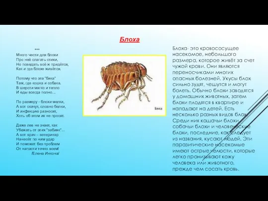 Блоха *** Много чести для блохи Про неё слагать стихи, Но