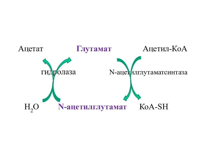 Ацетат Глутамат Ацетил-КоА гидролаза N-ацетилглутаматсинтаза Н2О N-ацетилглутамат КоА-SH