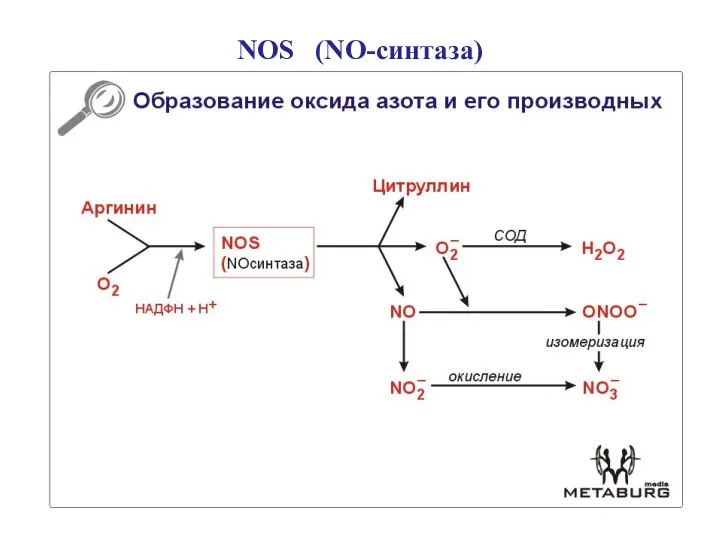 NOS (NO-синтаза)